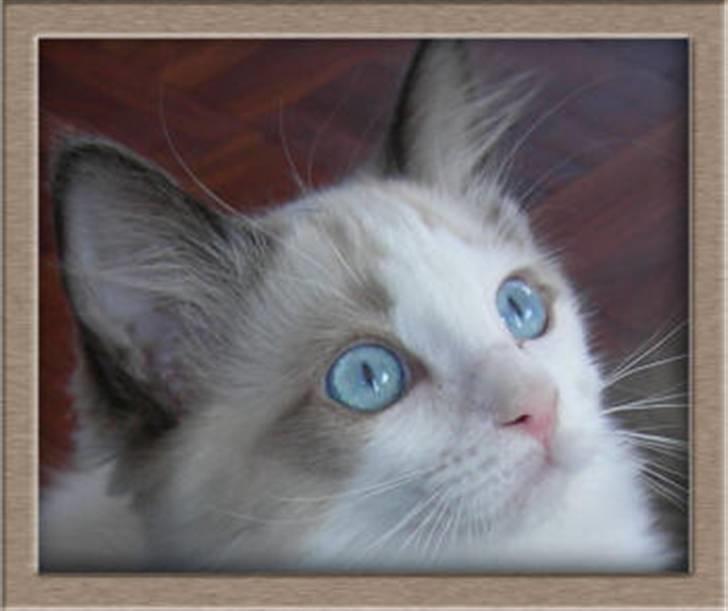 Ragdoll Klippeøen's Lady Emilie R - DK Klippeøen´s Lady Emilie Rose billede 13