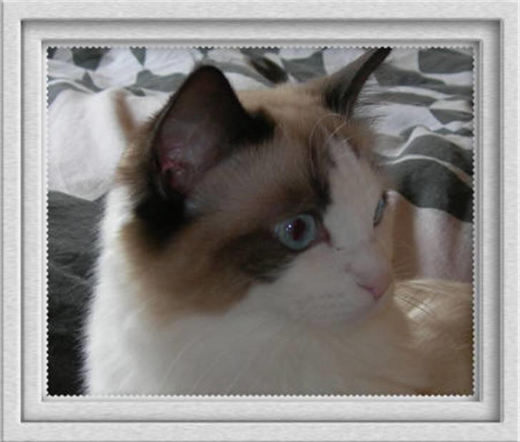 Ragdoll Klippeøen's Lady Emilie R - DK Klippeøen´s Lady Emilie Rose billede 14