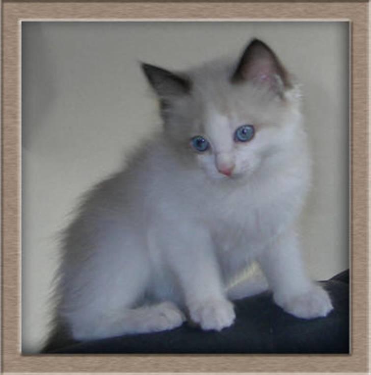 Ragdoll Klippeøen's Lady Emilie R - : DK Klippeøen´s Lady Emilie Rose (Killingebillede) billede 16