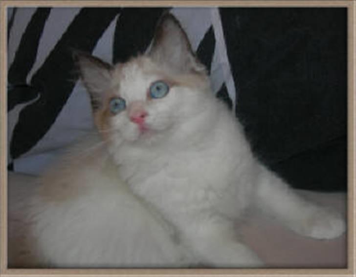 Ragdoll Klippeøen's Lady Emilie R - : DK Klippeøen´s Lady Emilie Rose (Killingebillede) billede 18