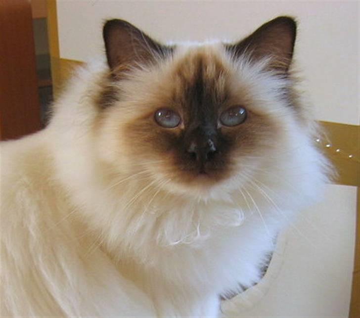 Hellig Birma DK*Nicojama´s Lá Misja billede 1