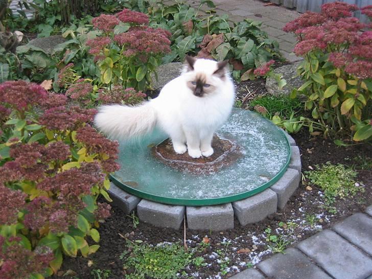 Hellig Birma DK*Nicojama´s Lá Misja billede 2