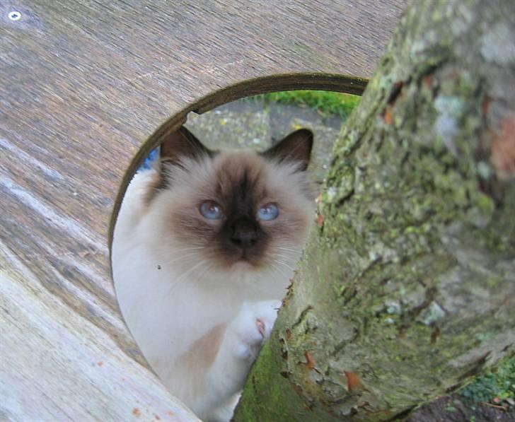 Hellig Birma DK*Nicojama´s Lá Misja billede 3