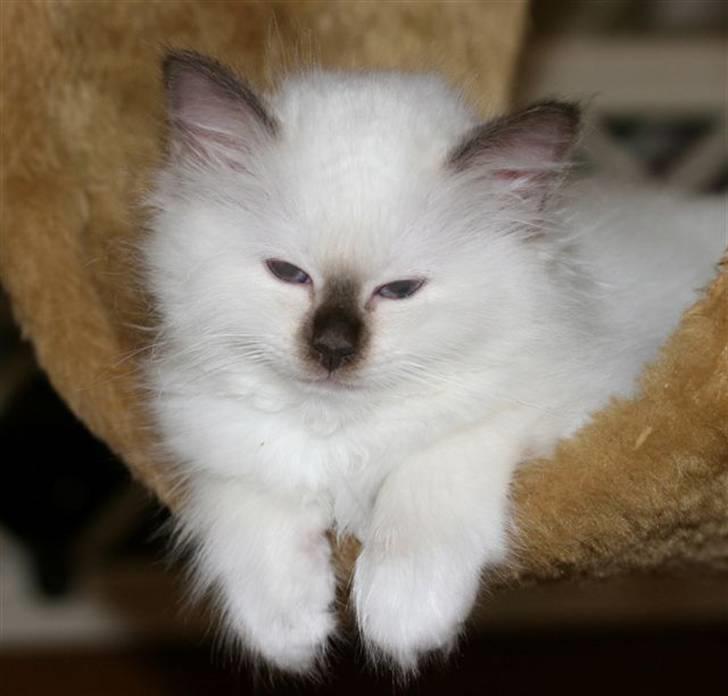 Hellig Birma DK*Nicojama´s Lá Misja billede 4