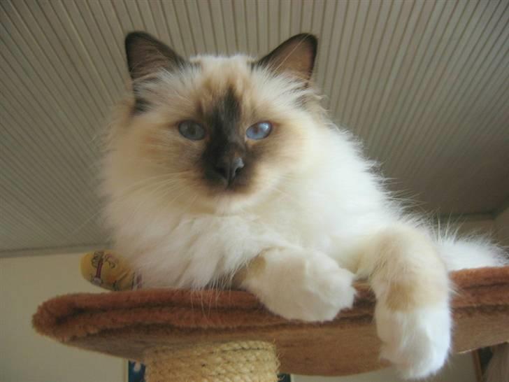 Hellig Birma DK*Nicojama´s Lá Misja billede 5