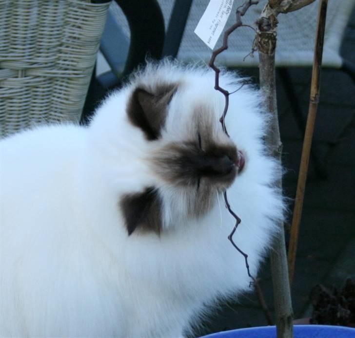 Hellig Birma DK*Nicojama´s Lá Misja billede 6