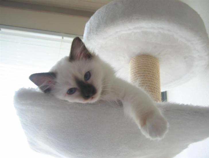 Hellig Birma DK*Nicojama´s Lá Misja billede 7