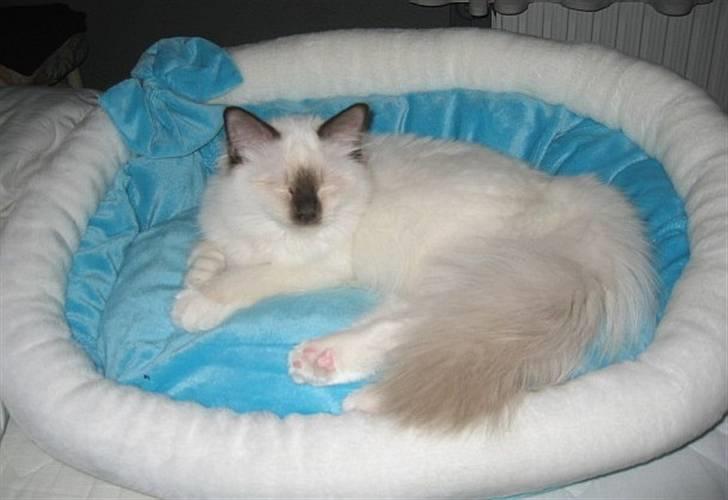 Hellig Birma DK*Nicojama´s Lá Misja billede 8