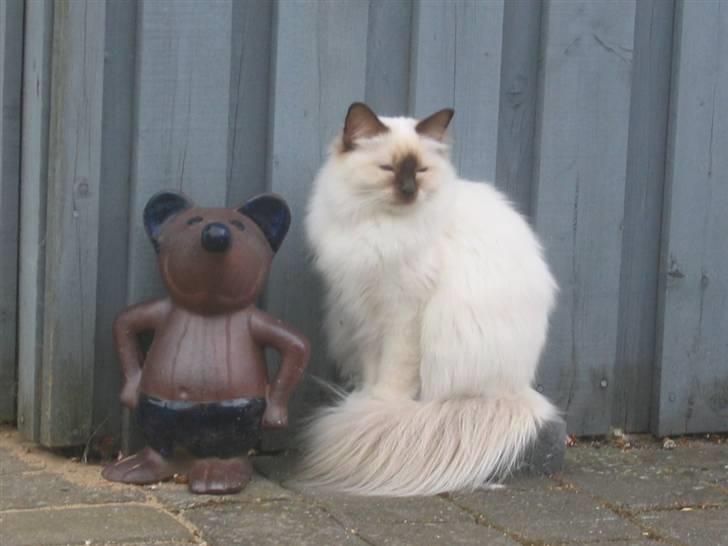 Hellig Birma DK*Nicojama´s Lá Misja billede 9