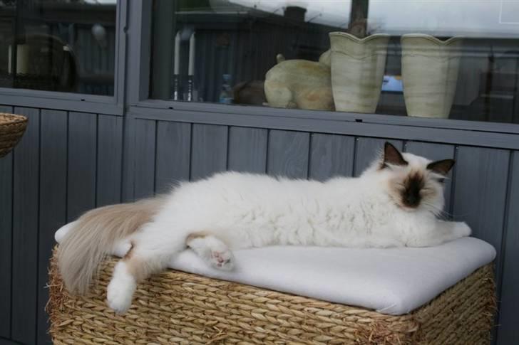 Hellig Birma DK*Nicojama´s Lá Misja billede 10