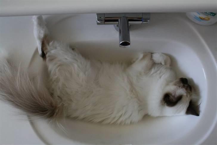 Hellig Birma DK*Nicojama´s Lá Misja billede 15