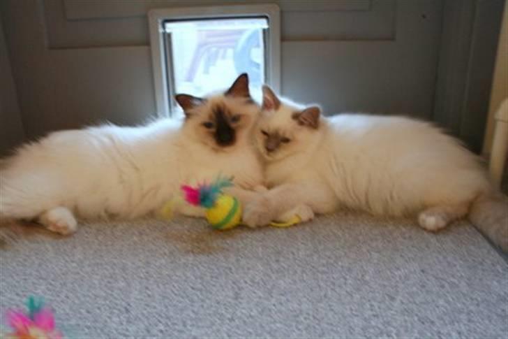 Hellig Birma DK*Nicojama´s Lá Misja billede 16