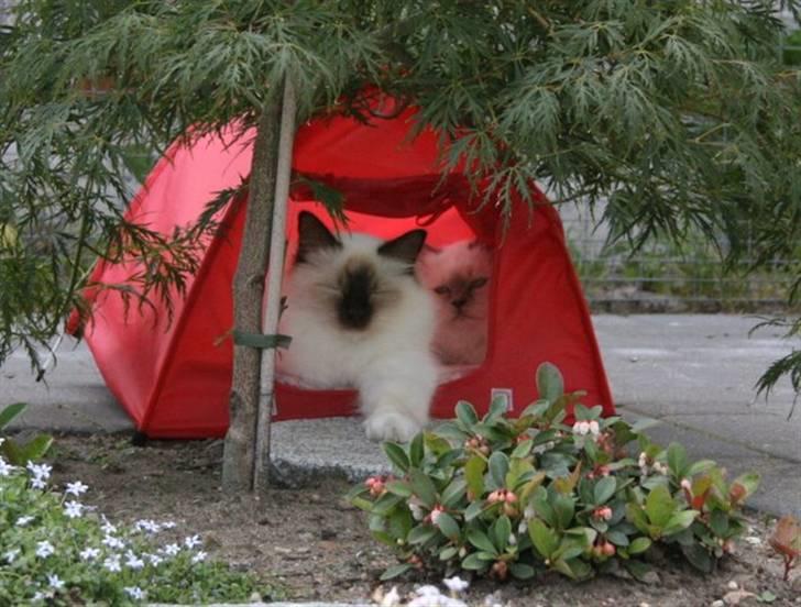 Hellig Birma DK*Nicojama´s Lá Misja billede 17