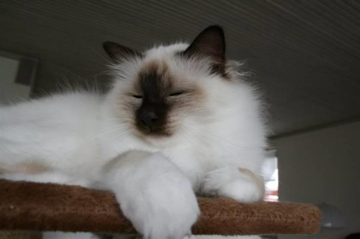 Hellig Birma DK*Nicojama´s Lá Misja billede 18