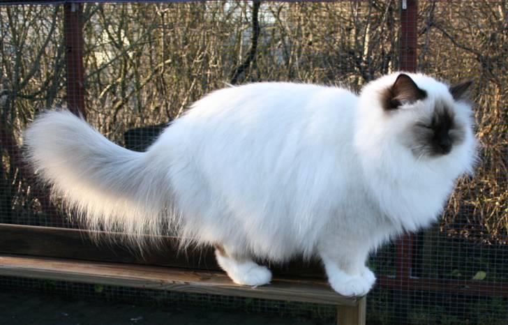 Hellig Birma DK*Nicojama´s Lá Misja billede 19