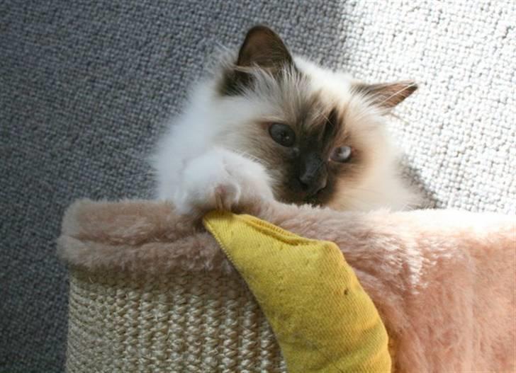 Hellig Birma DK*Nicojama´s Lá Misja billede 20