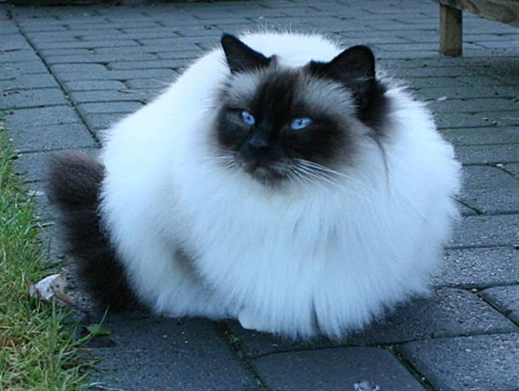 Hellig Birma DK Wehnerts Indian Summer billede 1