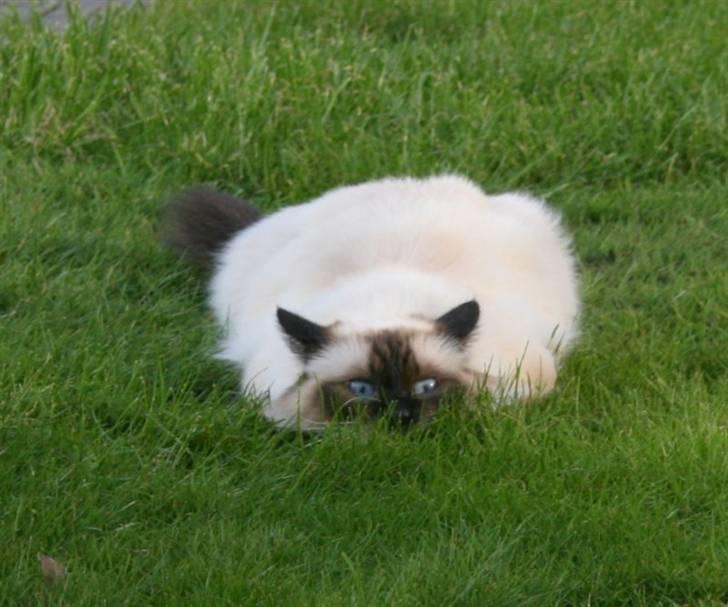 Hellig Birma DK Wehnerts Indian Summer billede 2