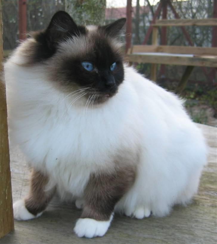 Hellig Birma DK Wehnerts Indian Summer billede 3