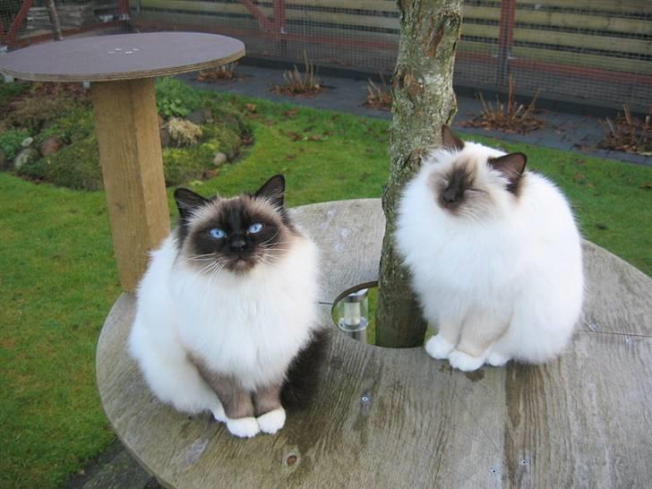 Hellig Birma DK Wehnerts Indian Summer billede 4