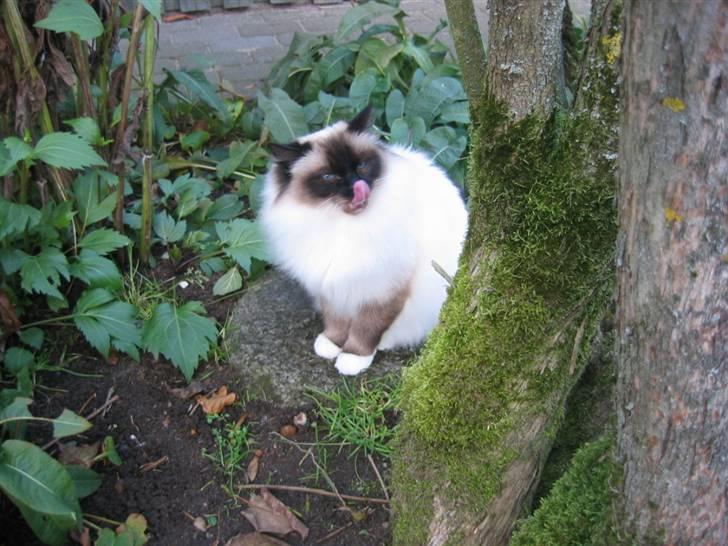 Hellig Birma DK Wehnerts Indian Summer billede 5