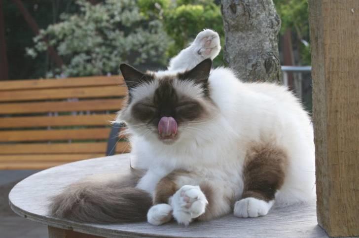 Hellig Birma DK Wehnerts Indian Summer billede 6