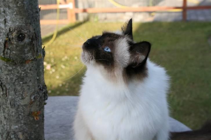 Hellig Birma DK Wehnerts Indian Summer billede 7