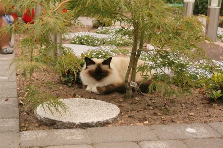 Hellig Birma DK Wehnerts Indian Summer billede 8