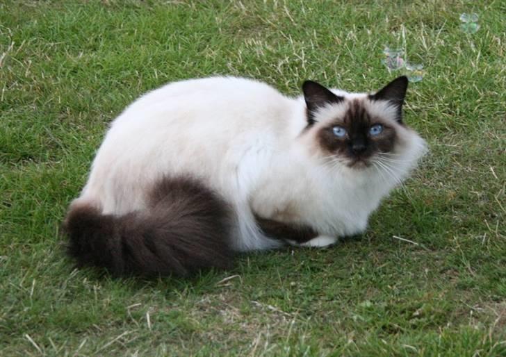 Hellig Birma DK Wehnerts Indian Summer billede 9