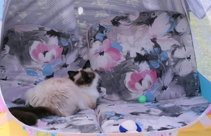 Hellig Birma DK Wehnerts Indian Summer billede 11