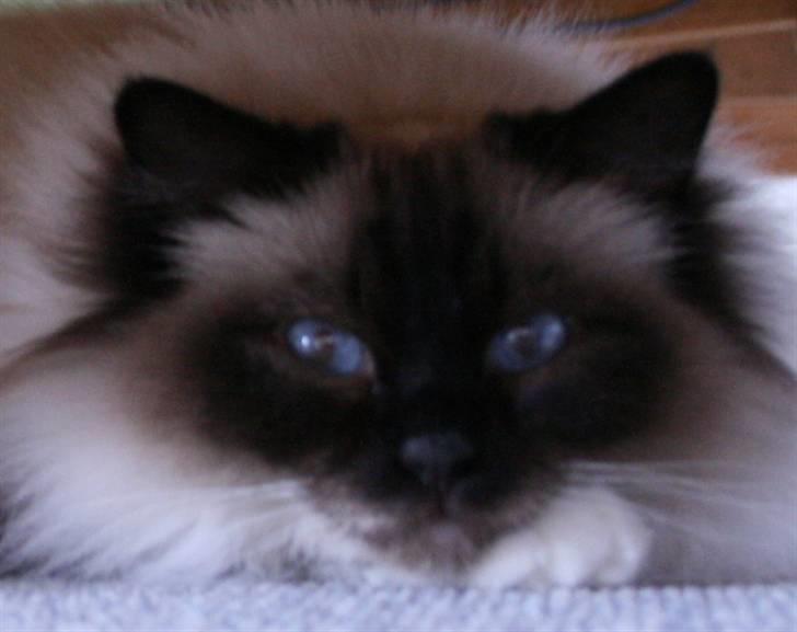 Hellig Birma DK Wehnerts Indian Summer billede 12