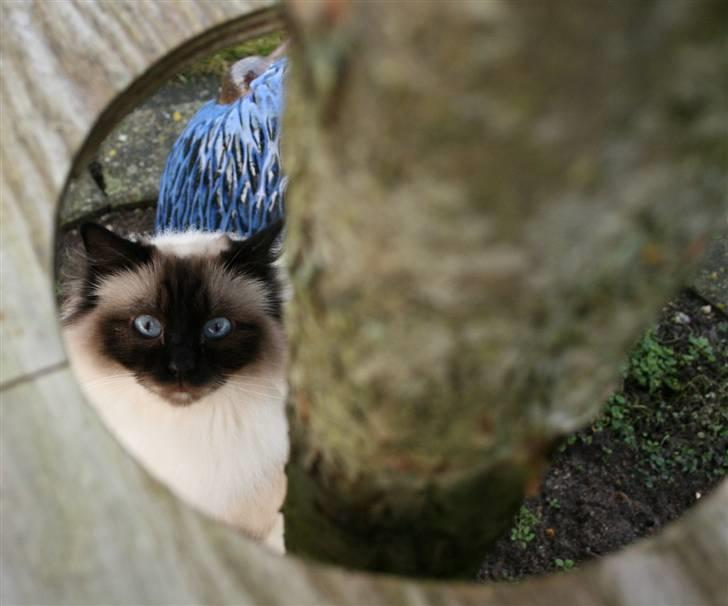 Hellig Birma DK Wehnerts Indian Summer billede 13