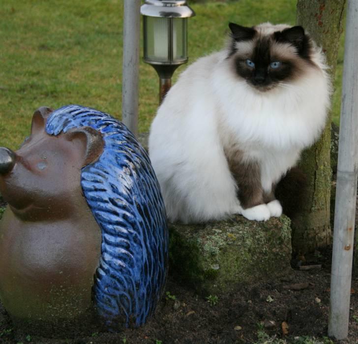 Hellig Birma DK Wehnerts Indian Summer billede 14