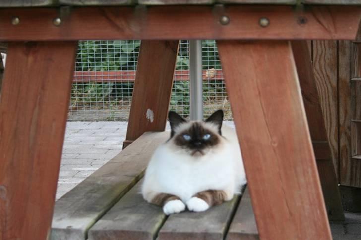 Hellig Birma DK Wehnerts Indian Summer billede 15