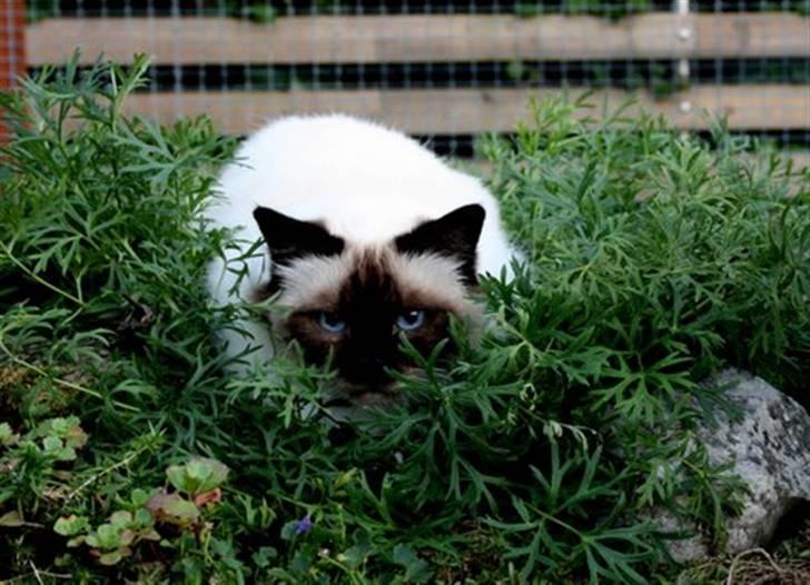 Hellig Birma DK Wehnerts Indian Summer billede 16