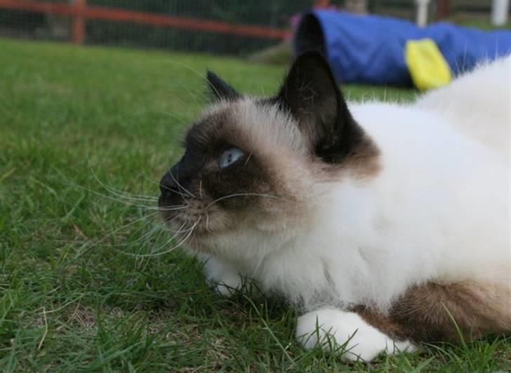 Hellig Birma DK Wehnerts Indian Summer billede 17