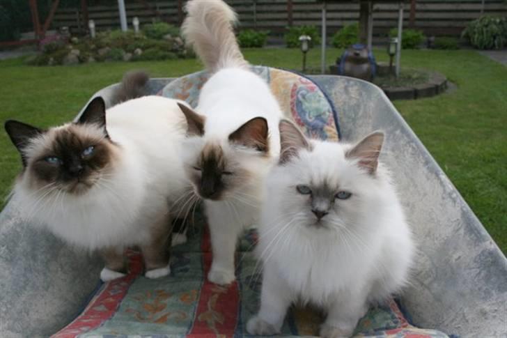 Hellig Birma DK Wehnerts Indian Summer billede 18