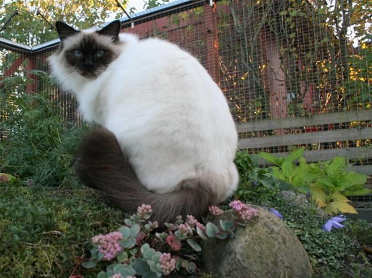 Hellig Birma DK Wehnerts Indian Summer billede 19