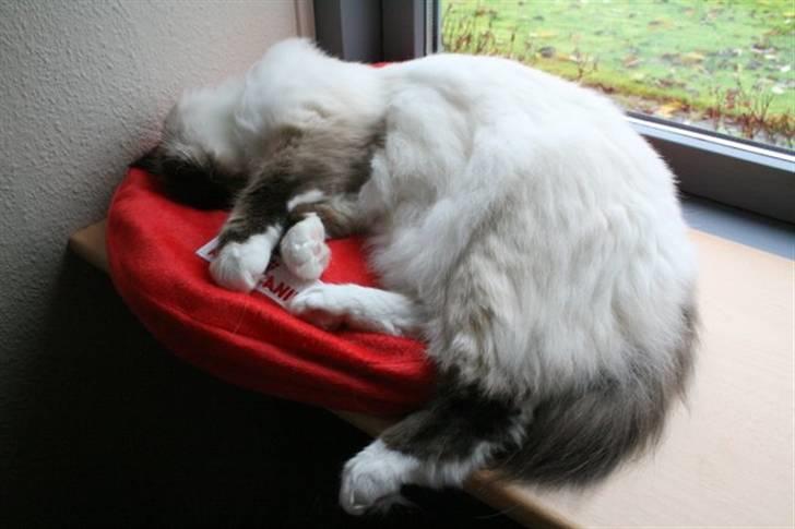 Hellig Birma DK Wehnerts Indian Summer billede 20