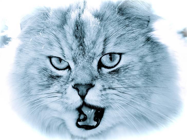 Blanding af racer Oliver billede 8