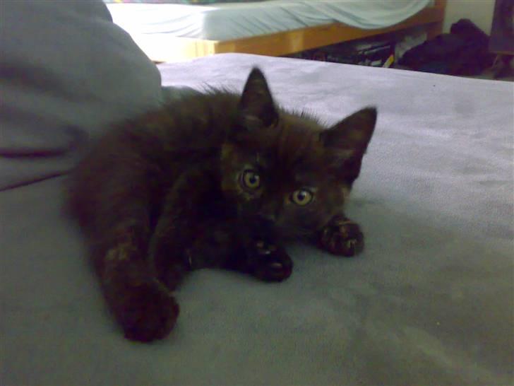 Blanding af racer Bandit(død) - Bandit da vi lige havde fået hende :) <3 billede 1