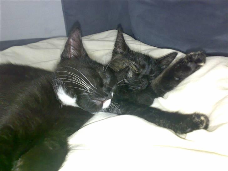 Blanding af racer Bandit(død) - Bandutten og Diablo der tar´ sig en lur <33 billede 2