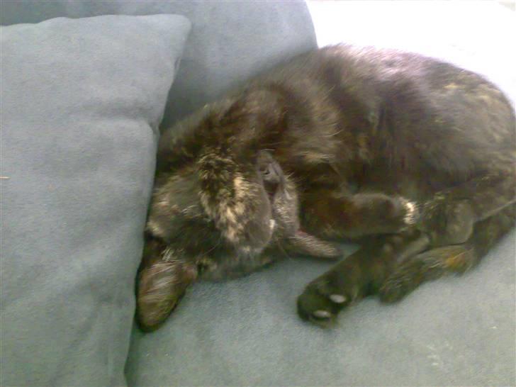 Blanding af racer Bandit(død) - Bandit der gemmer sig for kameraet x) <3 billede 3