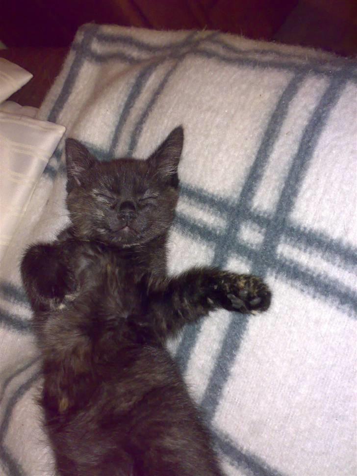 Blanding af racer Bandit(død) - hehe, det ligner hun smiler :) <3 billede 5