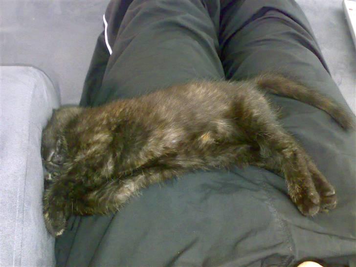 Blanding af racer Bandit(død) - Her ligger hun på en af sine mærklige måder :) billede 6