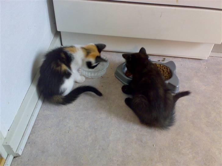 Blanding af racer Bandit(død) - Bandit og hendes søster Jolly, som min storesøster har fået .. billede 7