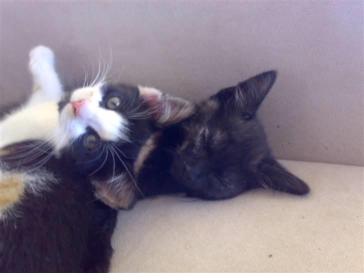 Blanding af racer Bandit(død) - Bandit og Jolly :) <3 billede 8