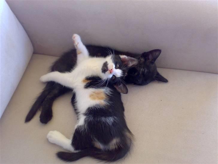 Blanding af racer Bandit(død) - Jolly & Bandit <3 billede 9