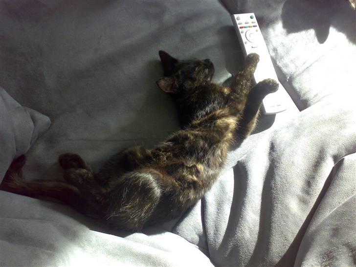 Blanding af racer Bandit(død) - Bandit der ligger på en mærkelig måde igen<3 billede 11