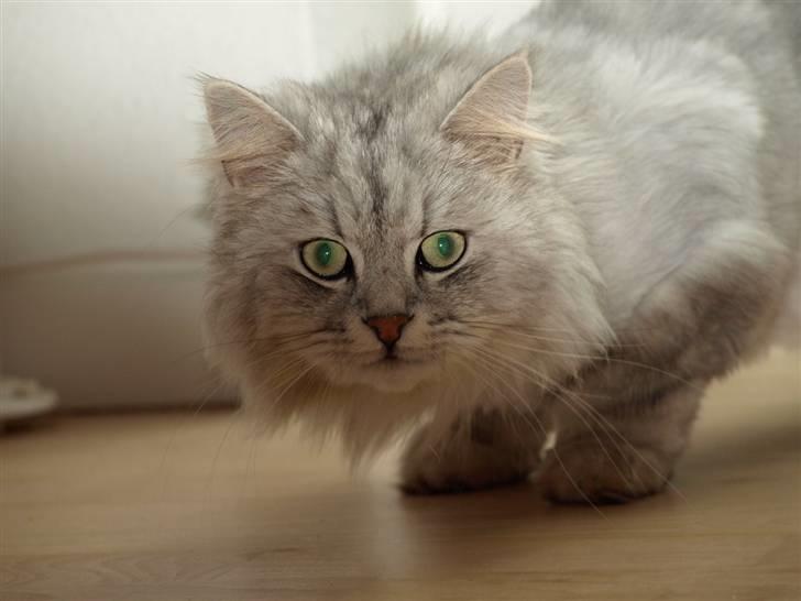 Blanding af racer Oliver billede 9